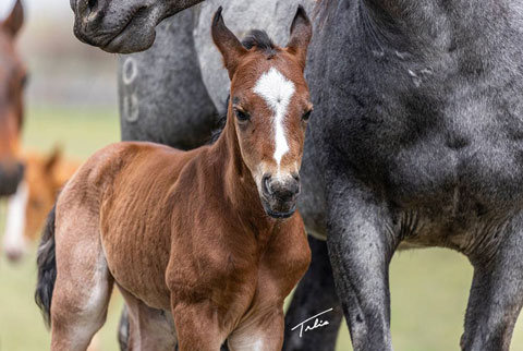 (May 27 colt) (He Be Stylish x Singen The Blues)
