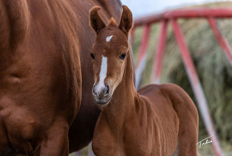 OU Prairie Style (He Be Stylish x Tragically Pep)