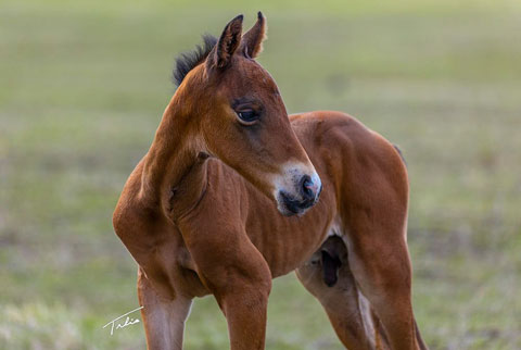 OU Spread Boss (Rockem Sockem Rey x Babes Last Advantage)