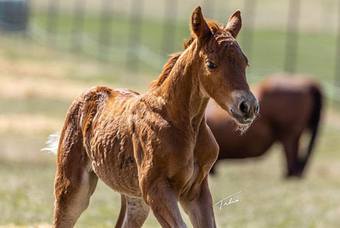 OU Skyline (Rockem Sockem Rey x Dainty Skyline)