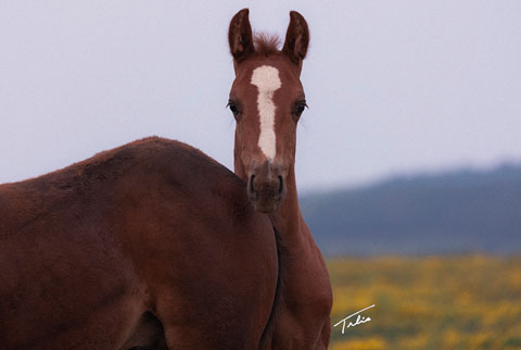 OU Wagon Boss (Rockem Sockem Rey x OU Sage Hen)