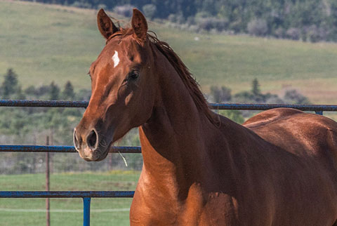 OU Medicine Man (Rockem Sockem Rey x Swinging Away)