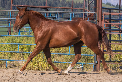 OU Medicine Man (Rockem Sockem Rey x Swinging Away)