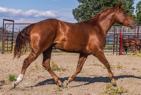 OU Medicine Man (Rockem Sockem Rey x Swinging Away)