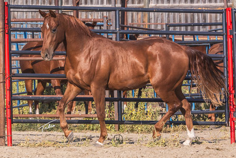 OU Medicine Man (Rockem Sockem Rey x Swinging Away)