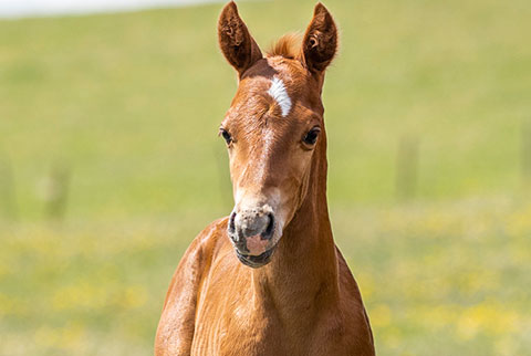 OU Medicine Man (Rockem Sockem Rey x Swinging Away)