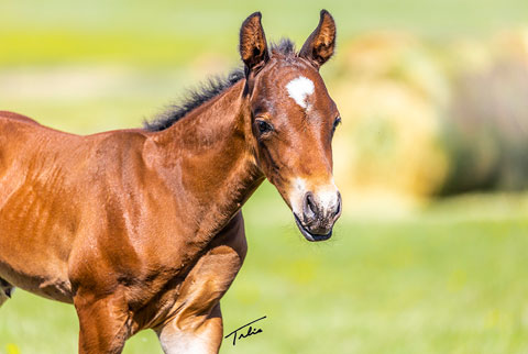 OU Rancher Rey (Rockem Sockem Rey x Catarena Girl)