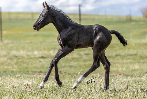 OU Twisted Sister (White Hot Spot x CJ Miss N Gold)