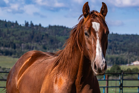 OU Happy Days (Rockem Sockem Rey x Lilith Fair)