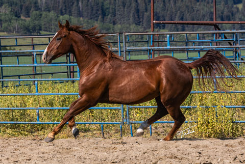 OU Happy Days (Rockem Sockem Rey x Lilith Fair)