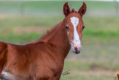 OU Happy Days (Rockem Sockem Rey x Lilith Fair)