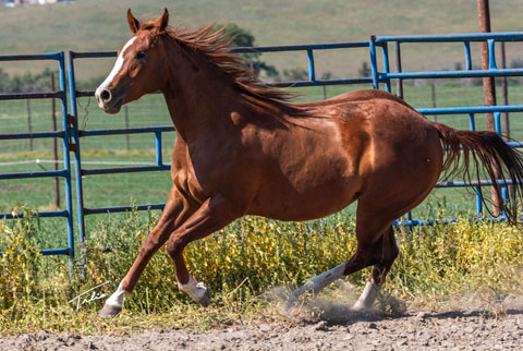 OU Hot August Night (White Hot Spot x LJ Smart)