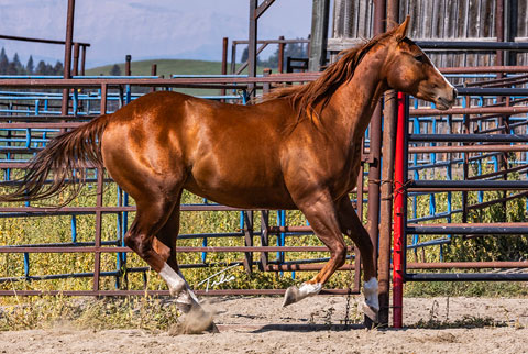 OU Hot August Night (White Hot Spot x LJ Smart)