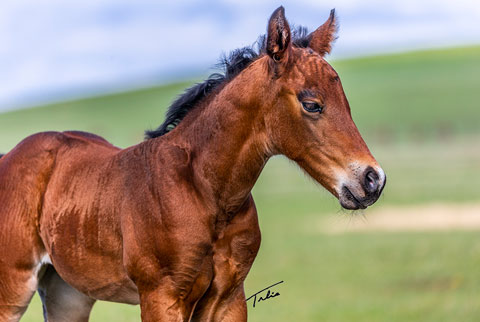 OU Hot Pretence (White Hot Spot x Miss Sugar Klamath)
