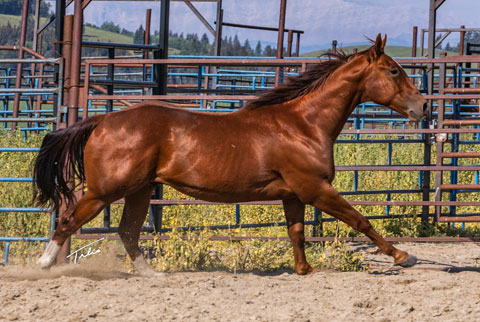OU Hot Hand (White Hot Spot x Miss Tall Cotton)