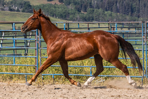 OU Hot Hand (White Hot Spot x Miss Tall Cotton)