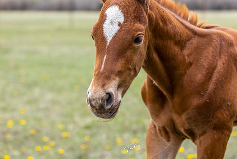 OU Hot Hand (White Hot Spot x Miss Tall Cotton)