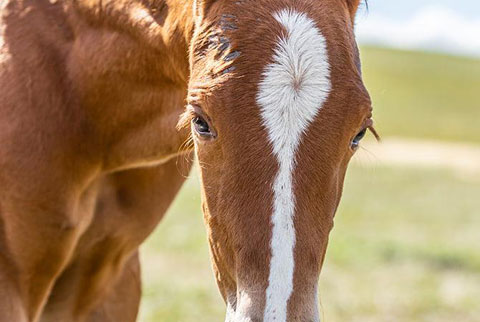 OU Frontier (White Hot Spot x Sheza Lil CJ)