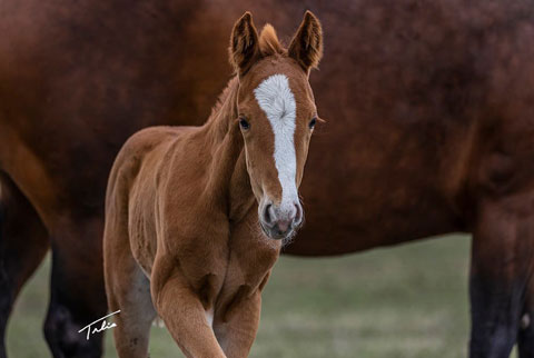 (May 8 colt) (White Hot Spot x Time In The Sand)