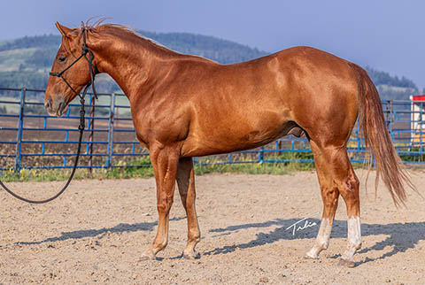 OU Griff (E Street Bay x Hot Cowboy News)