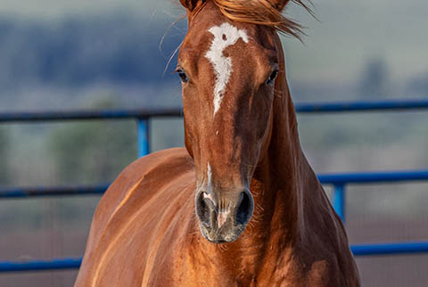 OU Griff (E Street Bay x Hot Cowboy News)