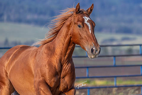 OU Griff (E Street Bay x Hot Cowboy News)