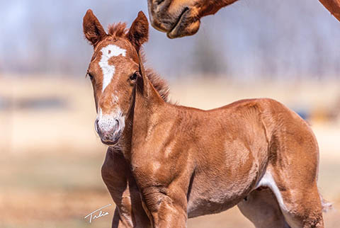 OU Griff (E Street Bay x Hot Cowboy News)