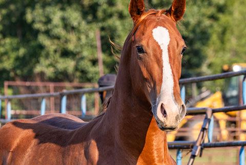 OU River Rambler (E Street Bay x Lilith Fair)