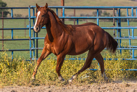 OU River Rambler (E Street Bay x Lilith Fair)