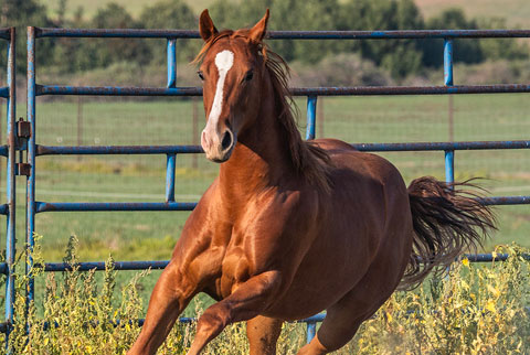 OU River Rambler (E Street Bay x Lilith Fair)