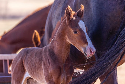 OU River Rambler (E Street Bay x Lilith Fair)