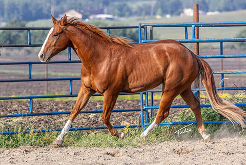 OU Hooch (E Street Bay x OU CJ Spot)