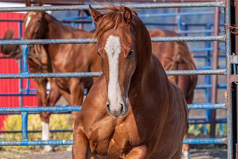 OU Hooch (E Street Bay x OU CJ Spot)
