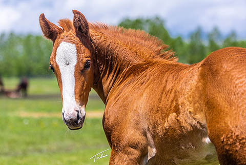 OU Hooch (E Street Bay x OU CJ Spot)