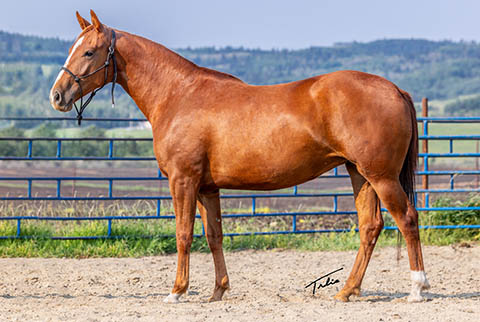 OU All That Jazz (E Street Bay x OU Miss N Gold)