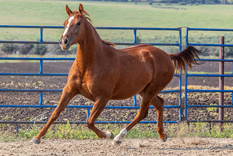 OU All That Jazz (E Street Bay x OU Miss N Gold)