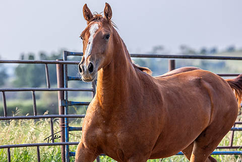 OU All That Jazz (E Street Bay x OU Miss N Gold)