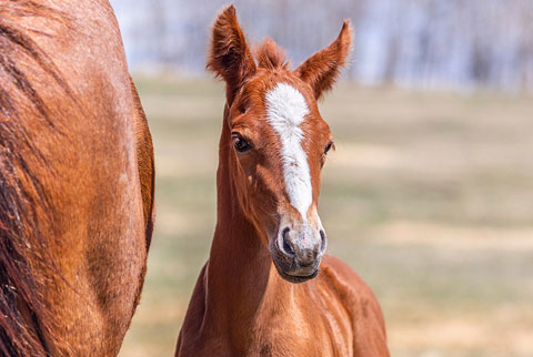 OU All That Jazz (E Street Bay x OU Miss N Gold)