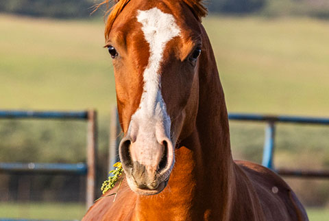 OU Emu Street (E Street Bay x Reyteen)
