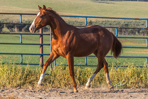 OU Emu Street (E Street Bay x Reyteen)