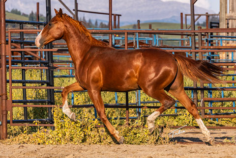OU Emu Street (E Street Bay x Reyteen)