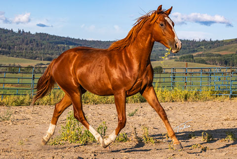 OU Emu Street (E Street Bay x Reyteen)