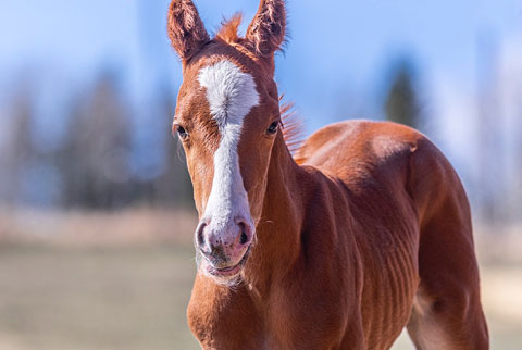 OU Emu Street (E Street Bay x Reyteen)