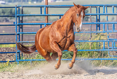 OU Class Act (He Be Stylish x Cattlac Style)