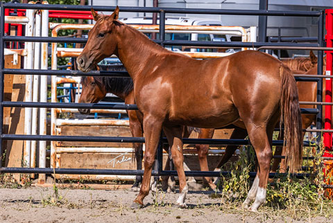 OU Jackpot Jayne (He Be Stylish x Medicine Line)