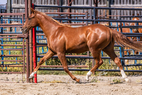 OU Jackpot Jayne (He Be Stylish x Medicine Line)