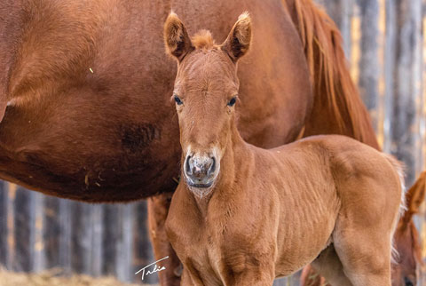 OU Jackpot Jayne (He Be Stylish x Medicine Line)