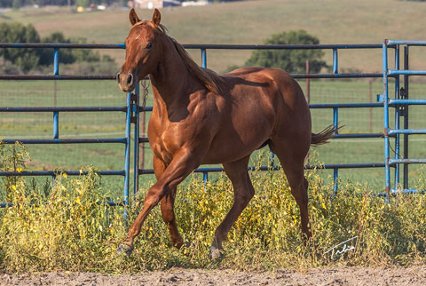 OU Miller Time (He Be Stylish x Miss Sugar Klamath)