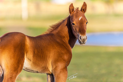 OU Miller Time (He Be Stylish x Miss Sugar Klamath)