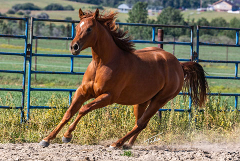 OU Ar Sweet Lil Pep (He Be Stylish x Shessweetern Pepto)